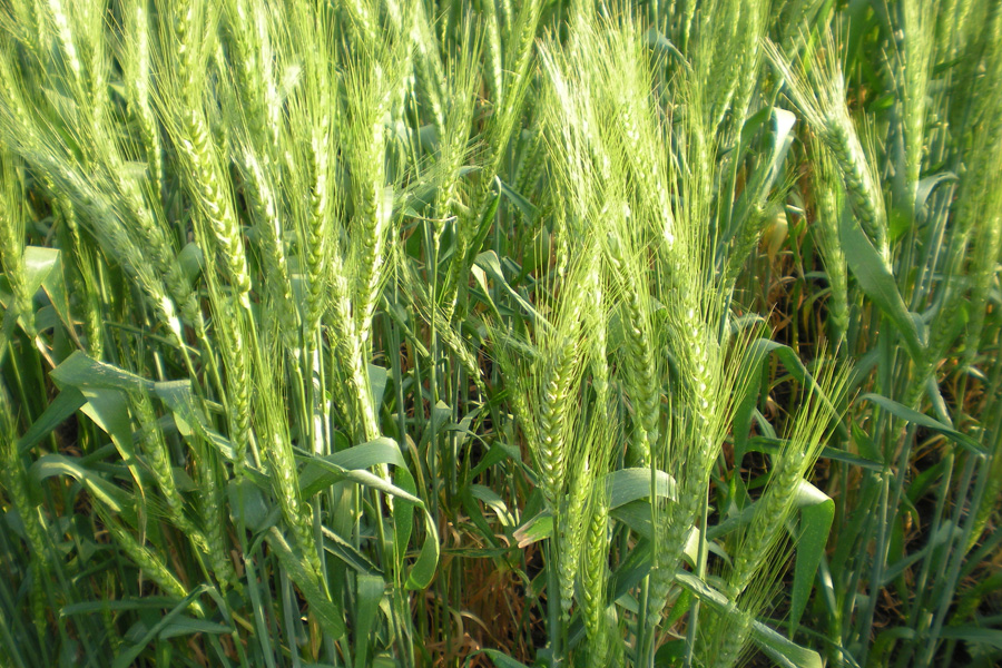 Crop Wheat SWI
